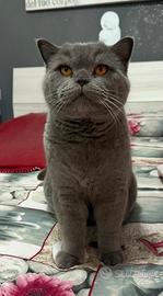 Gatto British