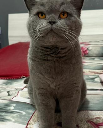 Gatto British