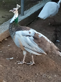 Pavoni maschi e femmine