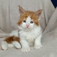 Cucciole maine coon con pedigree