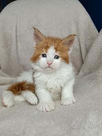 Cucciole maine coon con pedigree