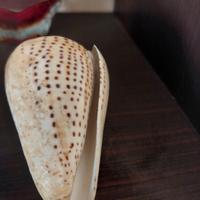 Conchiglia simil avorio