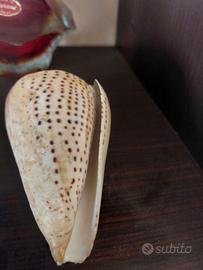 Conchiglia simil avorio