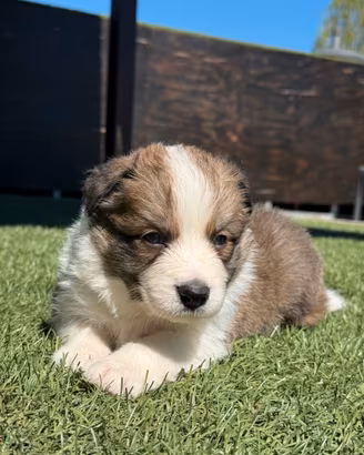 Cuccioli Border Collie con pedigree