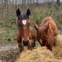 Puledro maschio 6 mesi