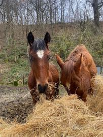 Puledro maschio 6 mesi