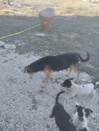 Cuccioli tipo jack Russell