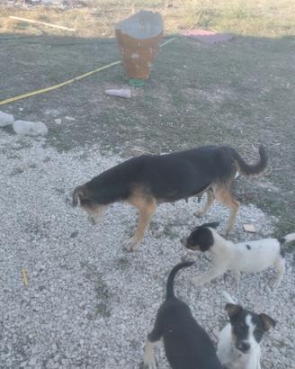 Cuccioli tipo jack Russell