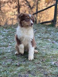 Pastore australiano cucciolo maschio Snow Sun