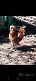 Galline ornamentali