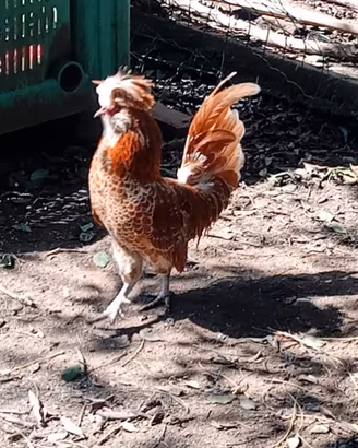 Galline ornamentali