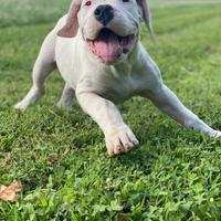 Cuccioli Dogo Argentino