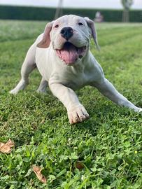 Cuccioli Dogo Argentino