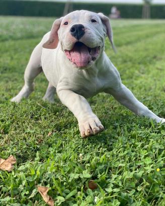 Cuccioli Dogo Argentino