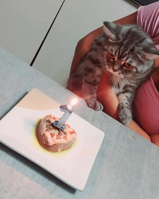 Gatto per monta