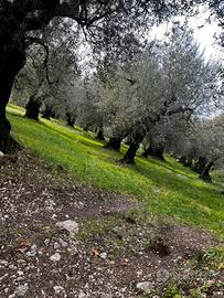 Uliveto con ulivi secolari produttivi - 3.000 Mq