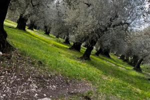 Uliveto con ulivi secolari produttivi - 3.000 Mq