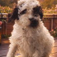 Cucciolo Lagotto romagnolo con pedigree roi