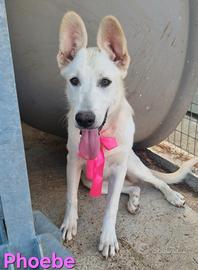 Phoebe cucciolona simil pastore svizzero