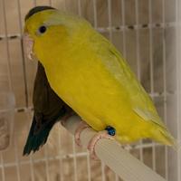 Forpus coelestis papagallino del Pacifico