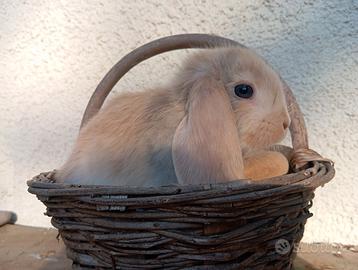 Cuccioli conigli nani ariete