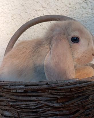 Cuccioli conigli nani ariete