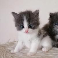 Micina Ragdoll solida bicolore