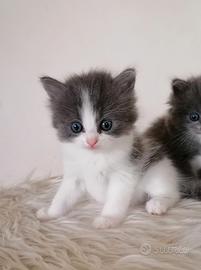 Micina Ragdoll solida bicolore