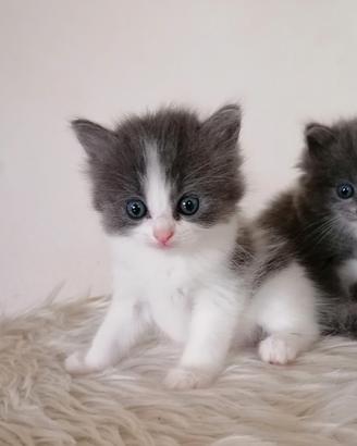 Micina Ragdoll solida bicolore