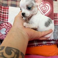 Chihuahua femmina merle occhi chiari mini 75 giron