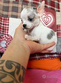 Chihuahua femmina merle occhi chiari mini 75 giron