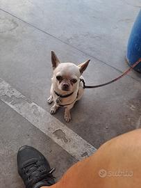 Adorabile Chihuahua Pelo Corto