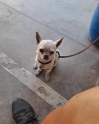 Adorabile Chihuahua Pelo Corto