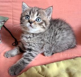 Gattine British Shorthair