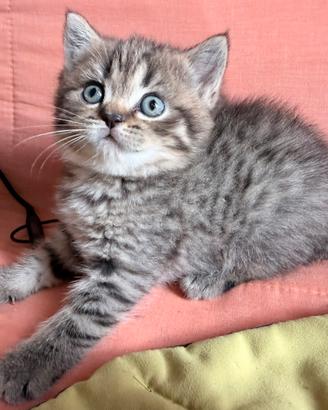 Gattine British Shorthair