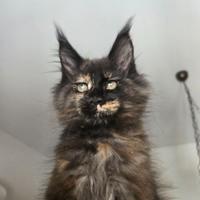 Gattina Maine Coon con pedigree