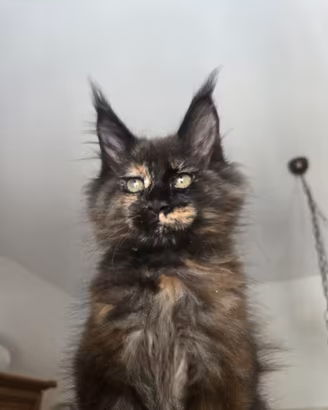 Gattina Maine Coon con pedigree