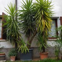 Palma Yucca – Tronchetto della felicità.