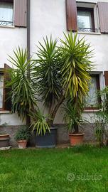 Palma Yucca – Tronchetto della felicità.