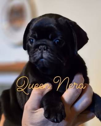 Splendidi cuccioli di carlino con pedigree