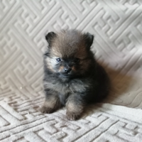 Volpini di Pomerania