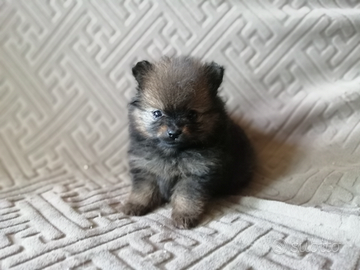 Volpini di Pomerania