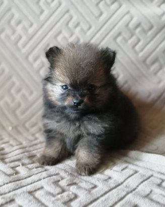 Volpini di Pomerania