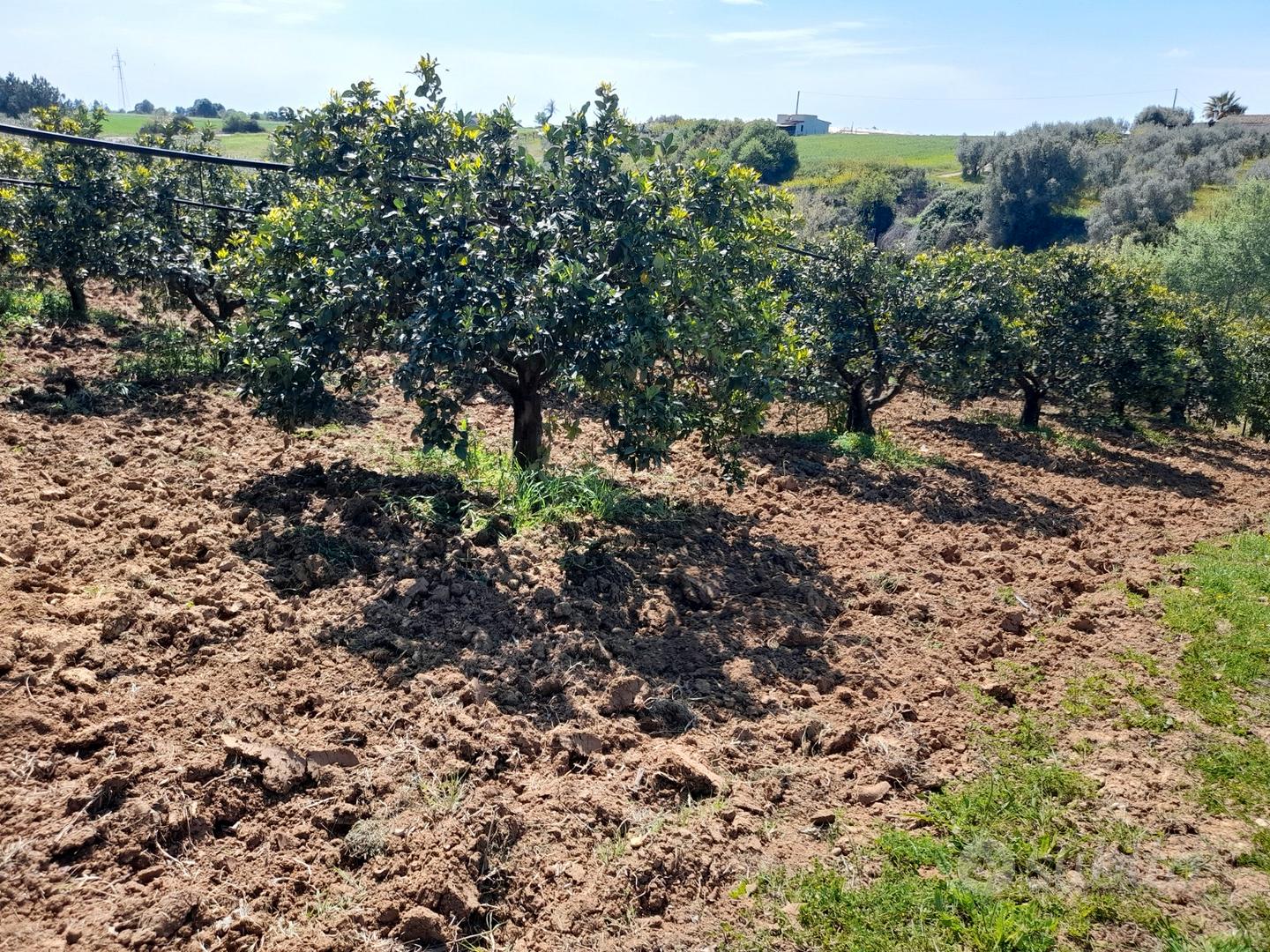 Terreno tinchi Mt - Vista 6