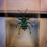 Collezione Insetti dal Mondo