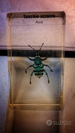 Collezione Insetti dal Mondo