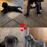 Cuccioli di cane corso