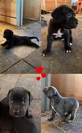 Cuccioli di cane corso
