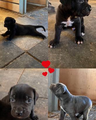 Cuccioli di cane corso