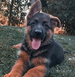 Cuccioli di pastore tedesco da allevamento